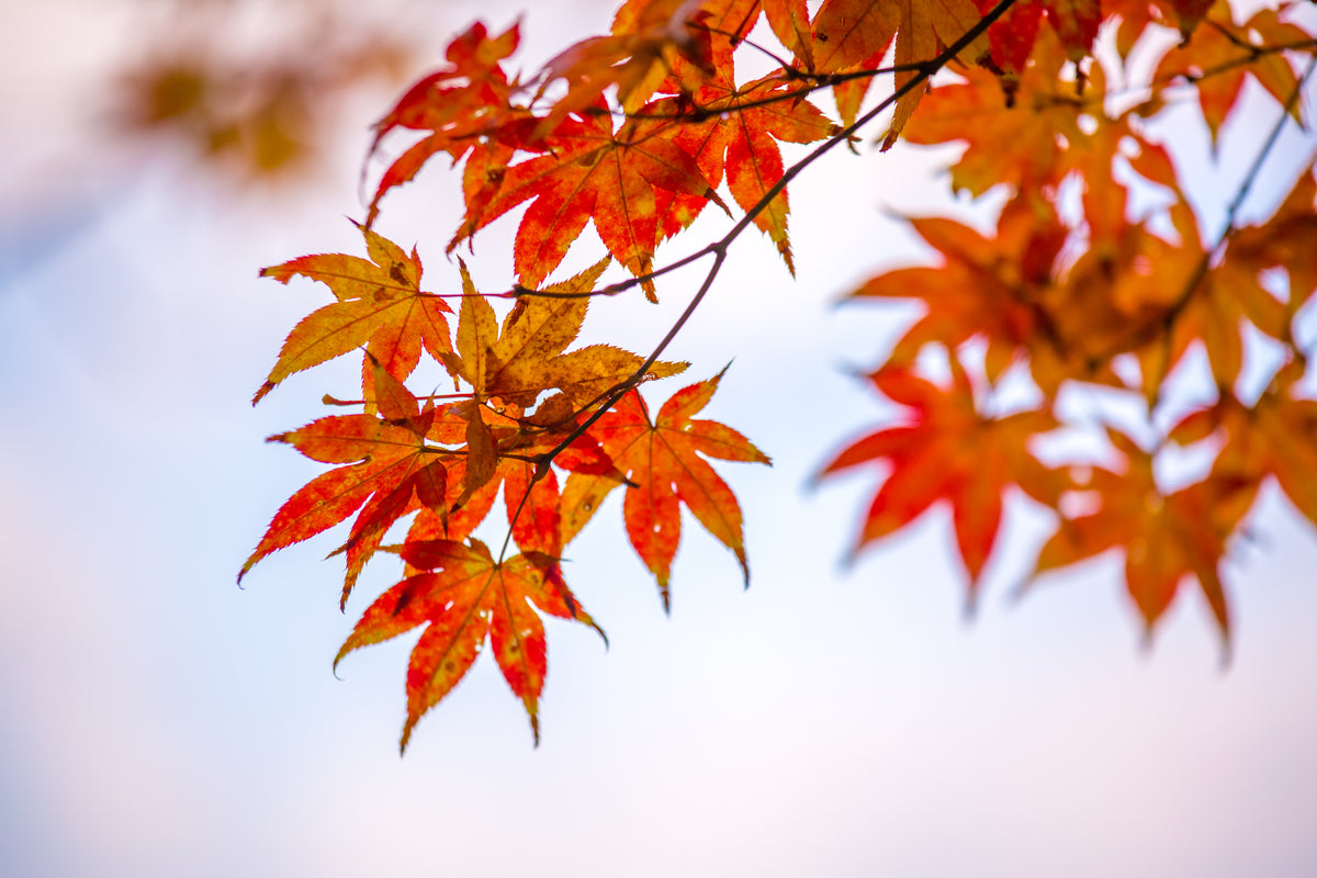 Rotes Herbst-Ahornblatt