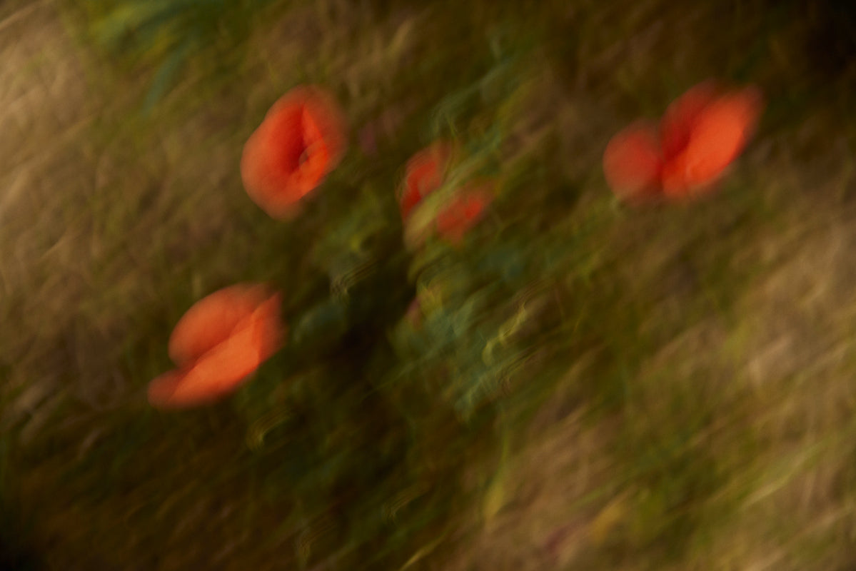 verwackeltes Bild von roten Kornblumen