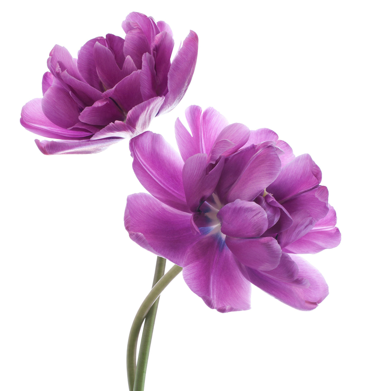Bakuchiol Blumen