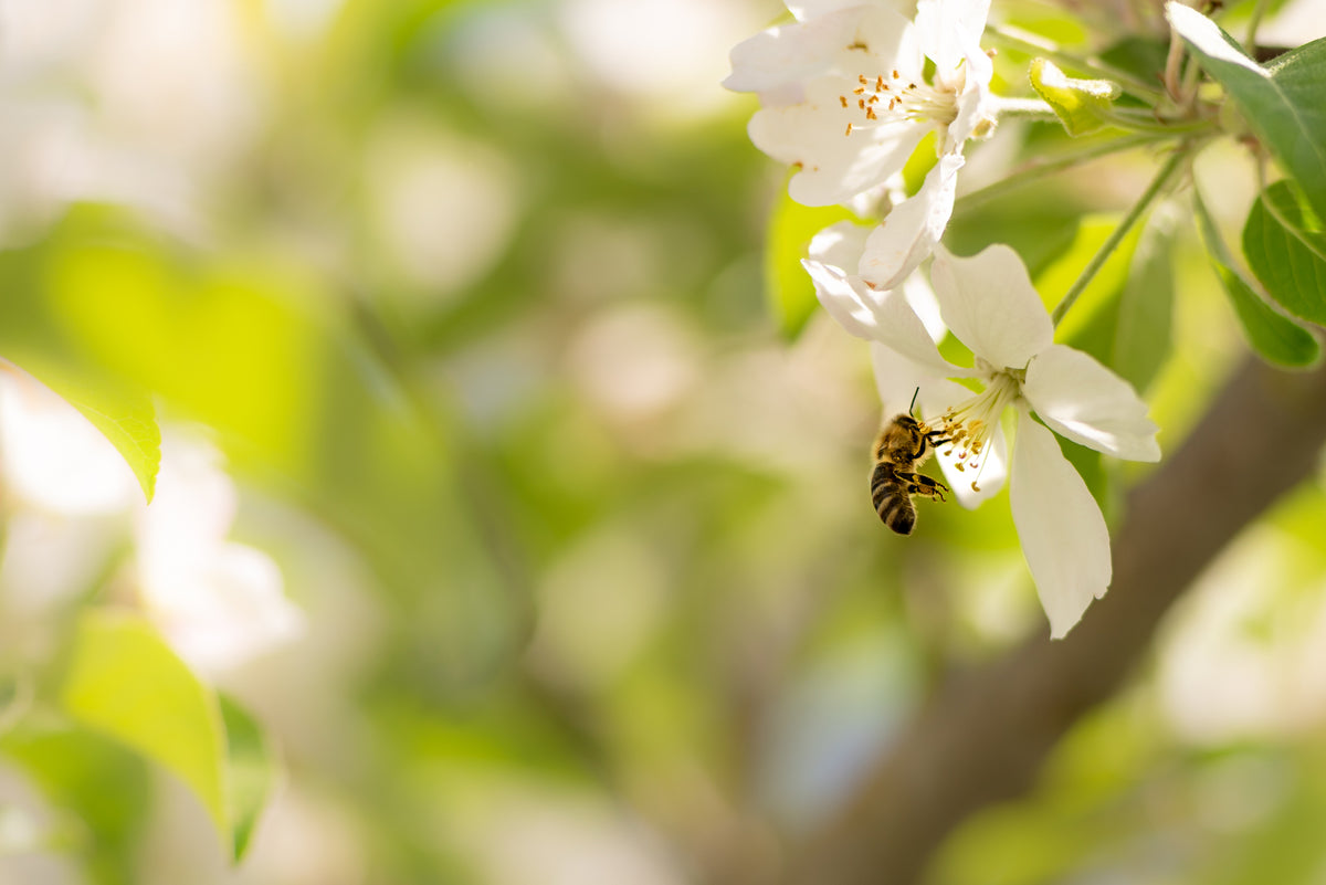 Biene sitzt auf einer geöffneten weißen Blüte und trinkt