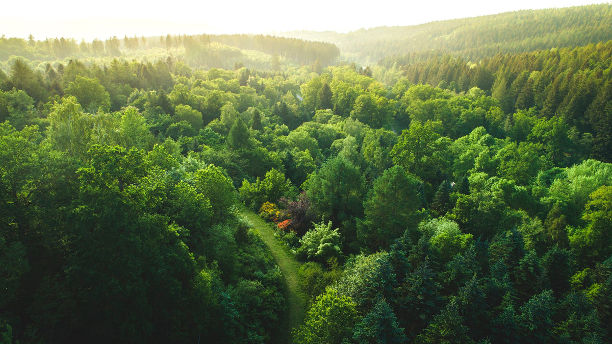 Panoramaaufnahme eines Waldes von oben bei Tageslicht
