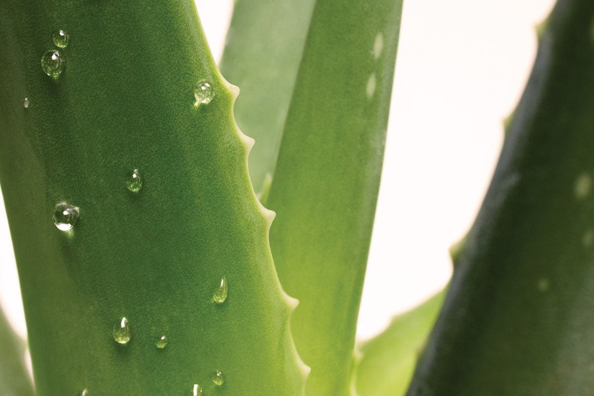 Nahaufnahme Aloe-Vera