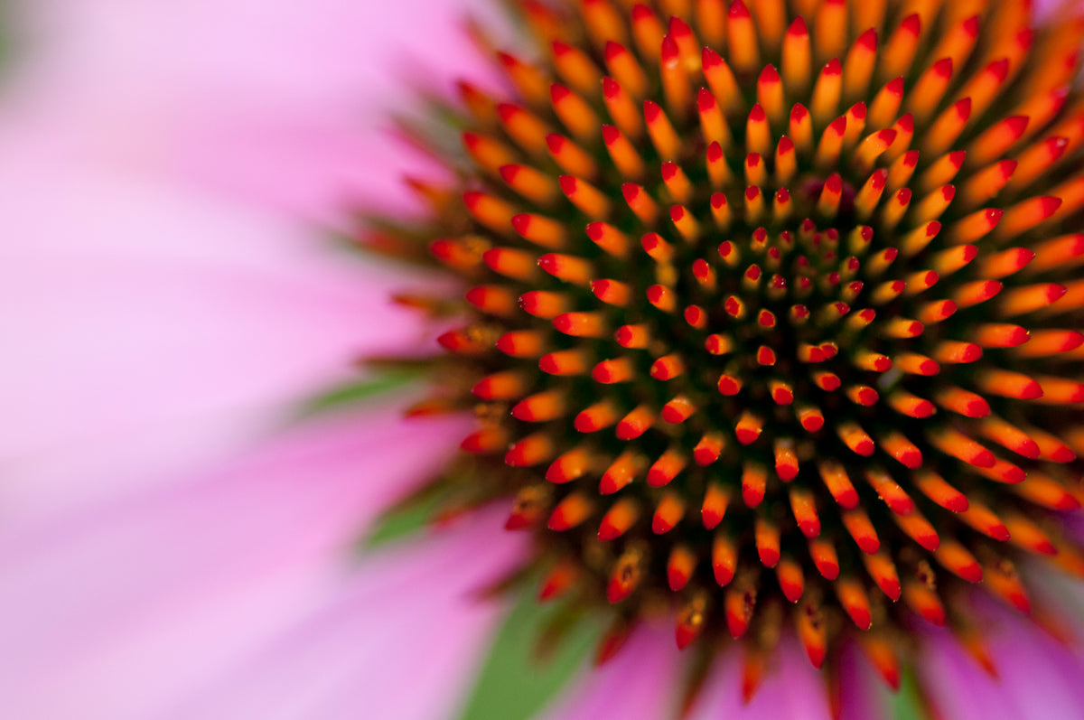 Nahaufnahme einer Echinacea Blume