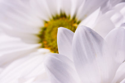 Bio-Gänseblümchen