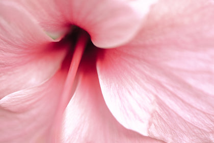 Bio-Hibiskus