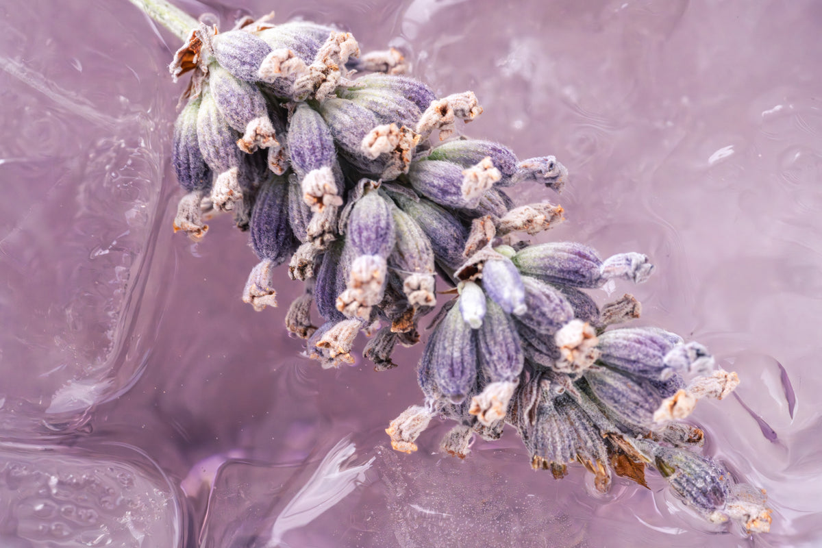 Lavendelblüte vor einem hellen violetten Hintergrund