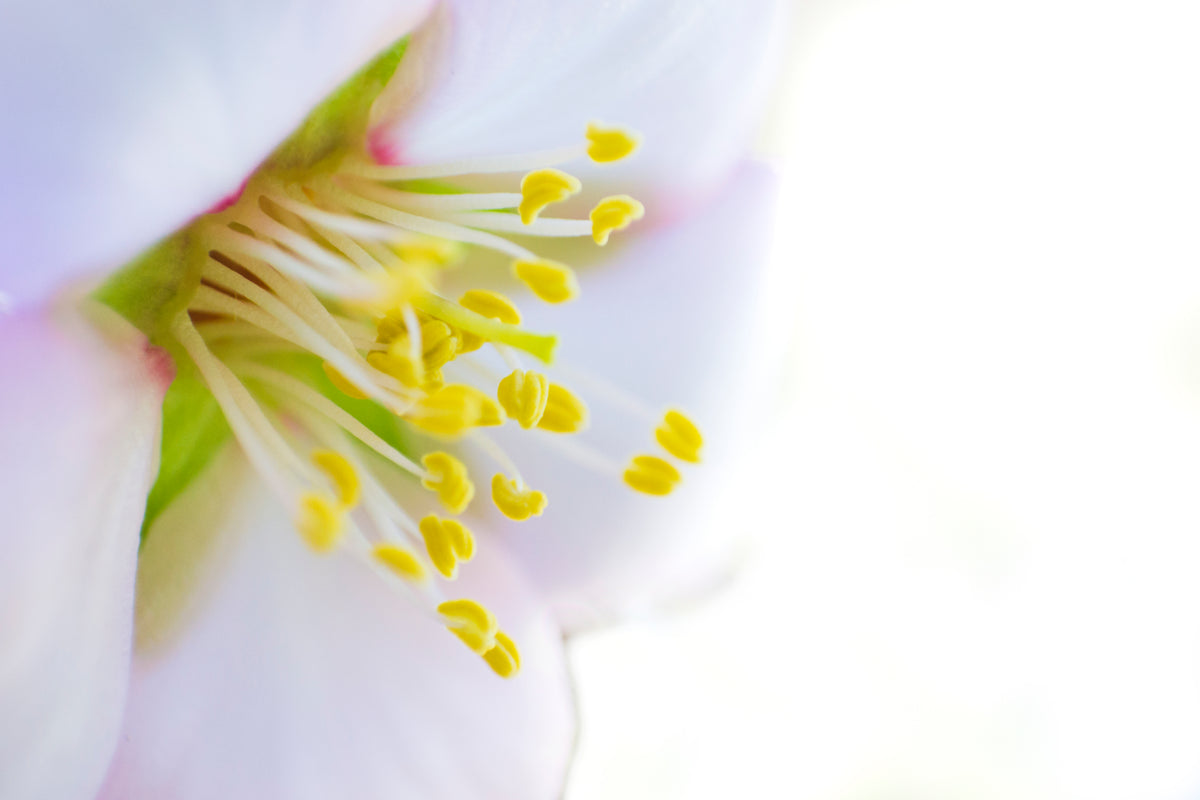 Mandelblüte Nahaufnahme