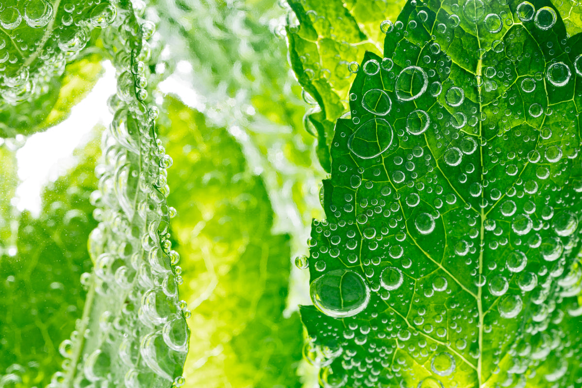 frische Melissenblätter in Wasser