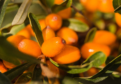 Bio-Sanddornextrakt