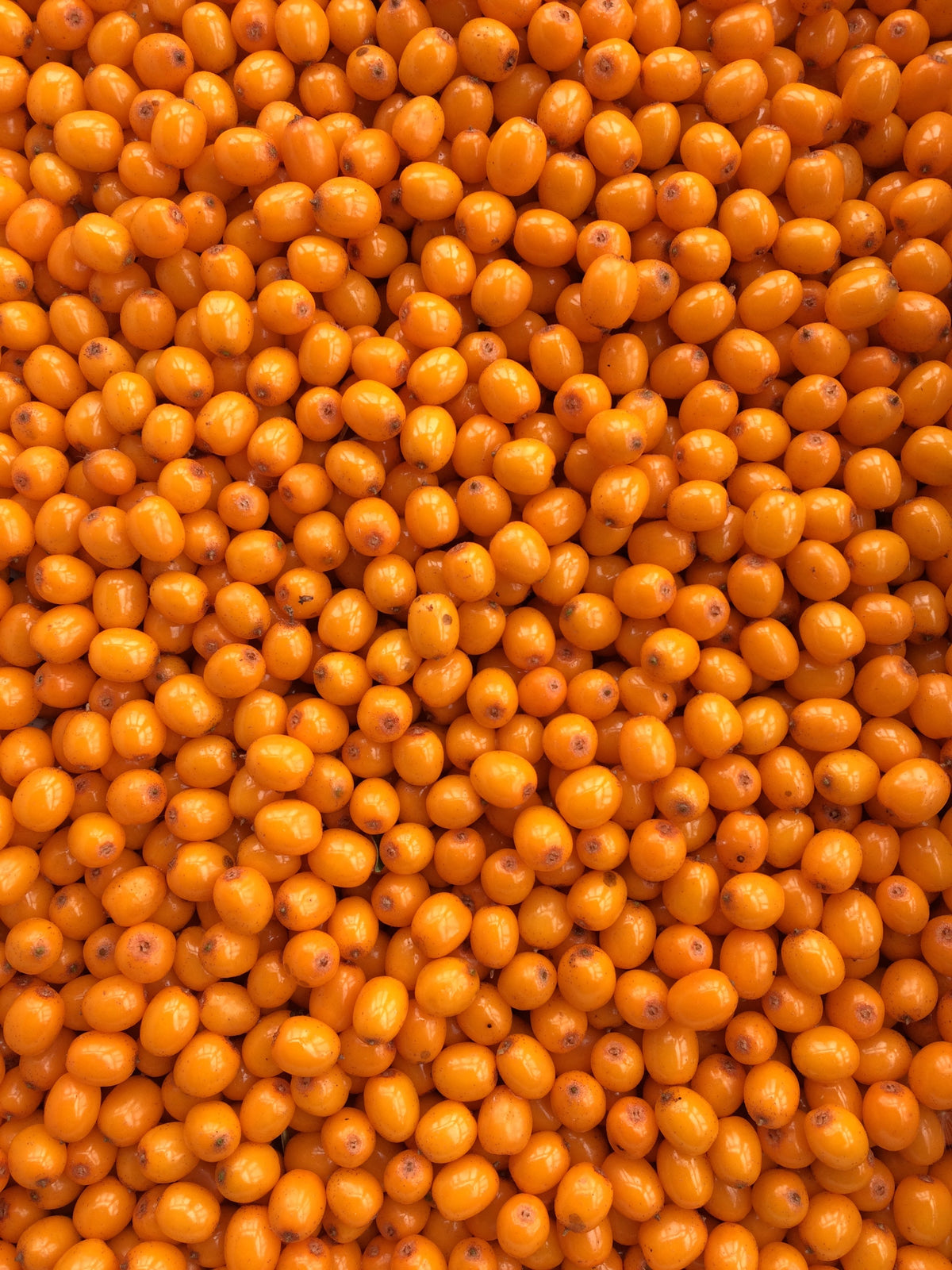 frische Sanddornfrüchte