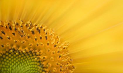 Bio-Sonnenblumenöl