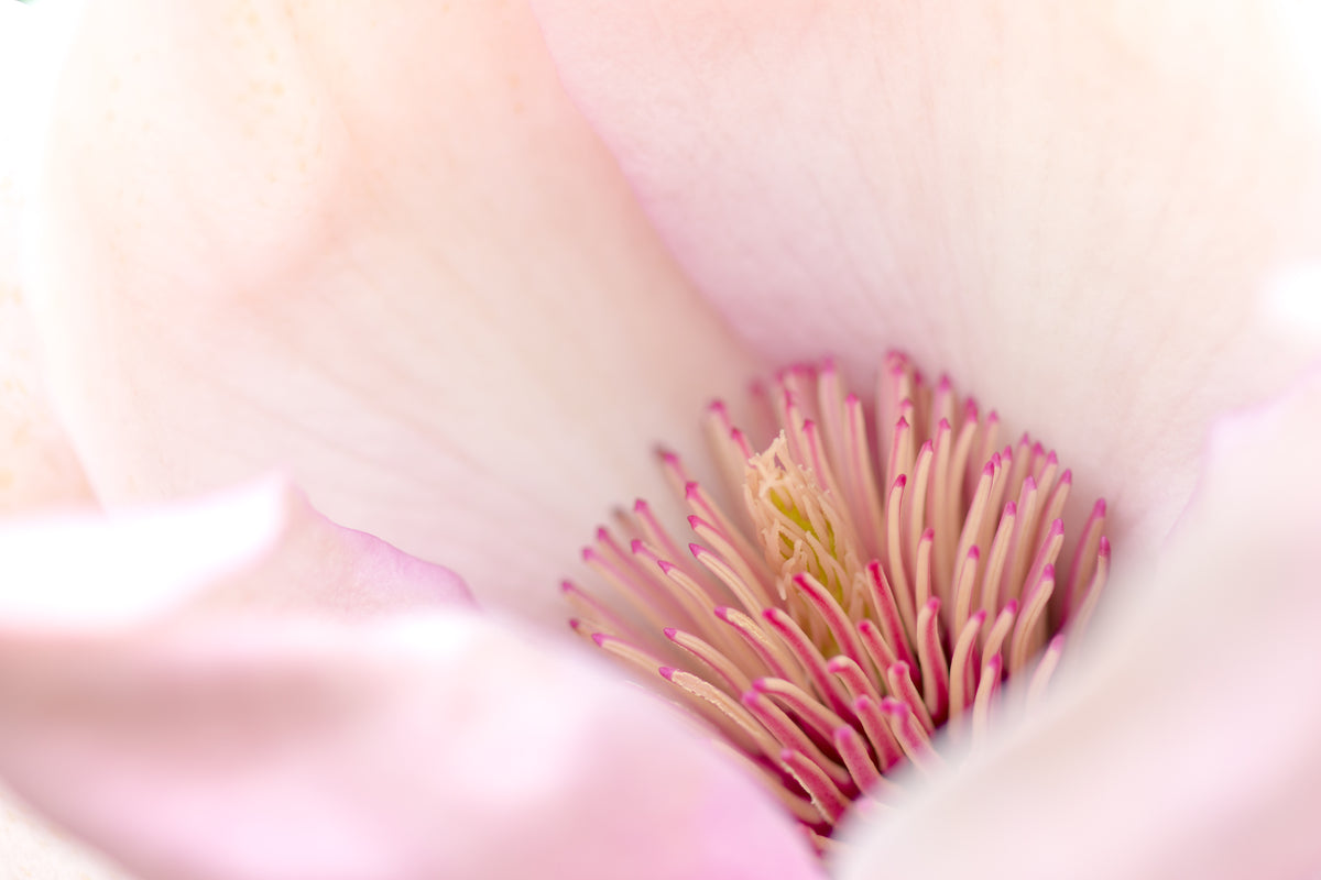 Nahaufnahme in das Innere einer Magnolienblüte