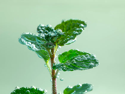 Menthol