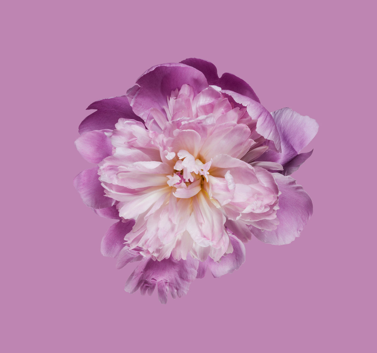 violette Pfingstrose