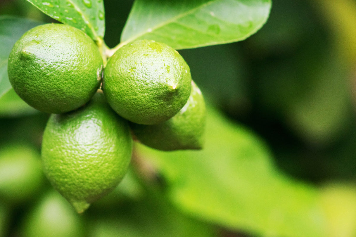 Bio-Limettenfrüchte wachsen im Grünen am Baum.