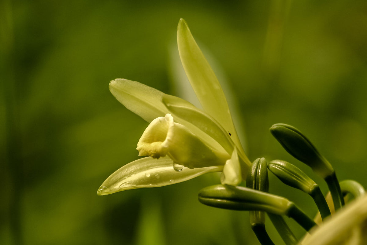 Nahaufnahme einer Vanilleblüte mit Tautropfen, noch an der Pflanze wachsend.