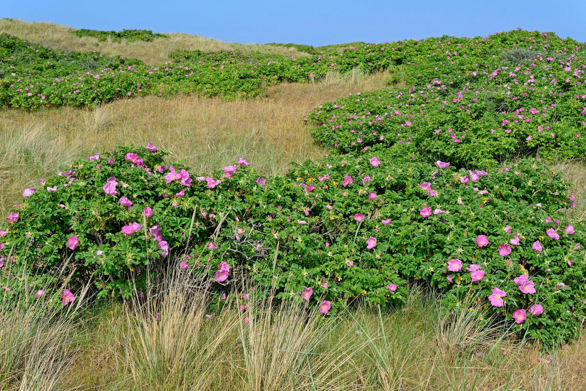 Zartrosa Blüten einer Wildrose  an sonnigem Tag.
