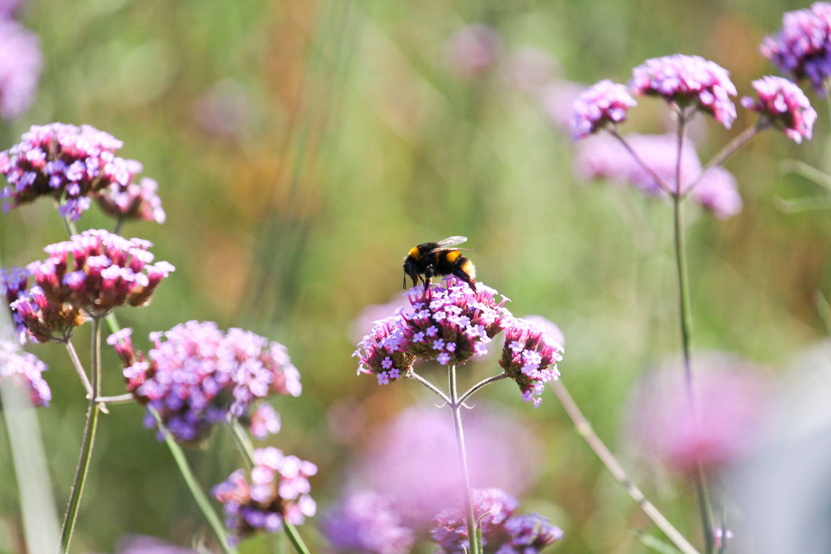Hummel sitzt auf lila Verveine-Blüten in einer Sommerwiese.