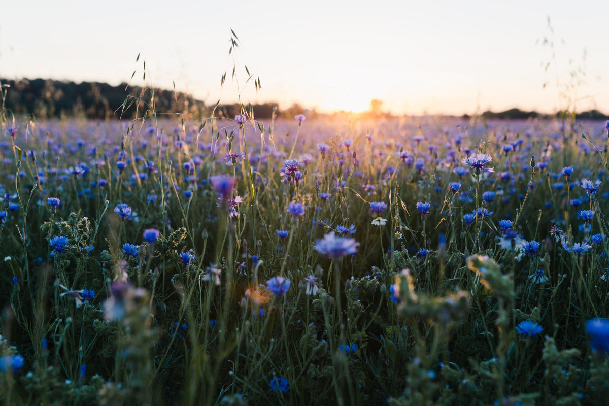 Blumen auf der Wise mit Sonnenuterngang