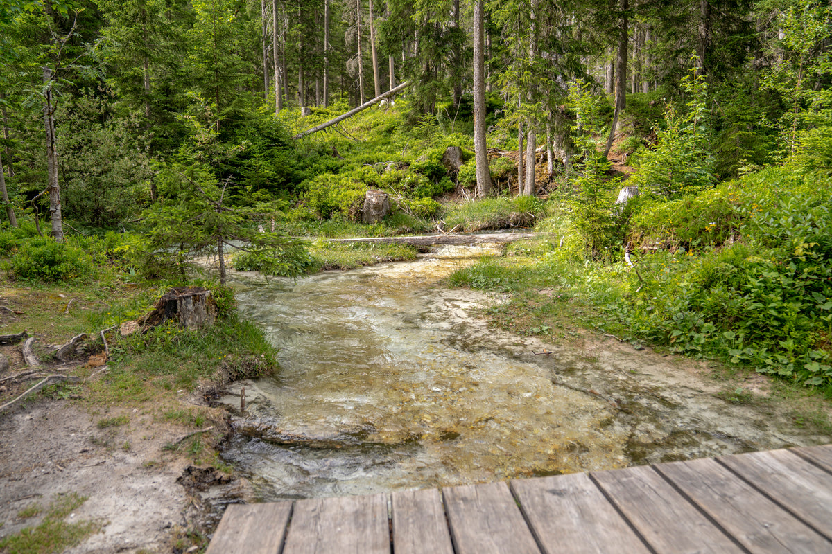 Klarer Bach inmitten eines grünen Waldes
