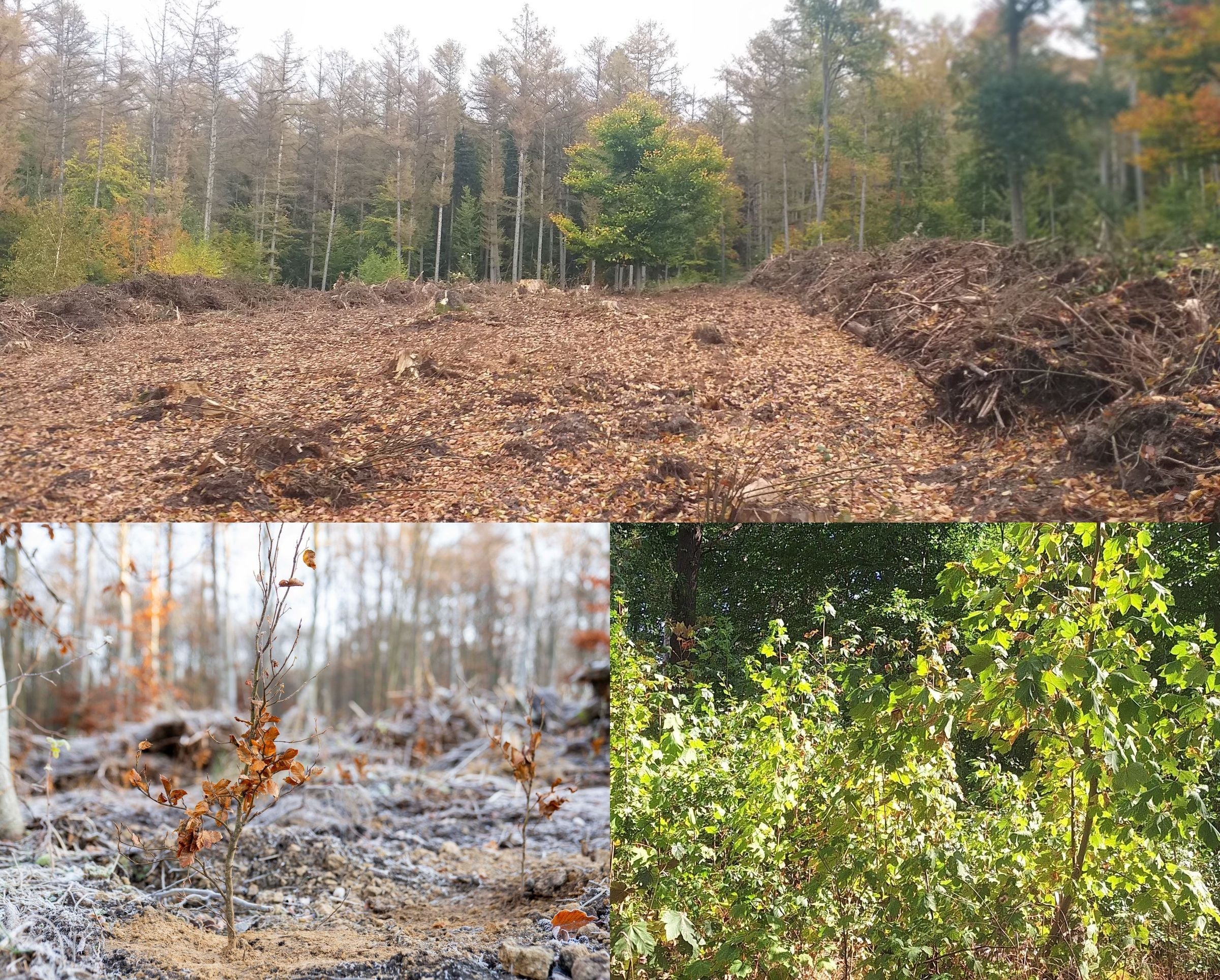Collage mit Bildern vom Wald am Benther Berg