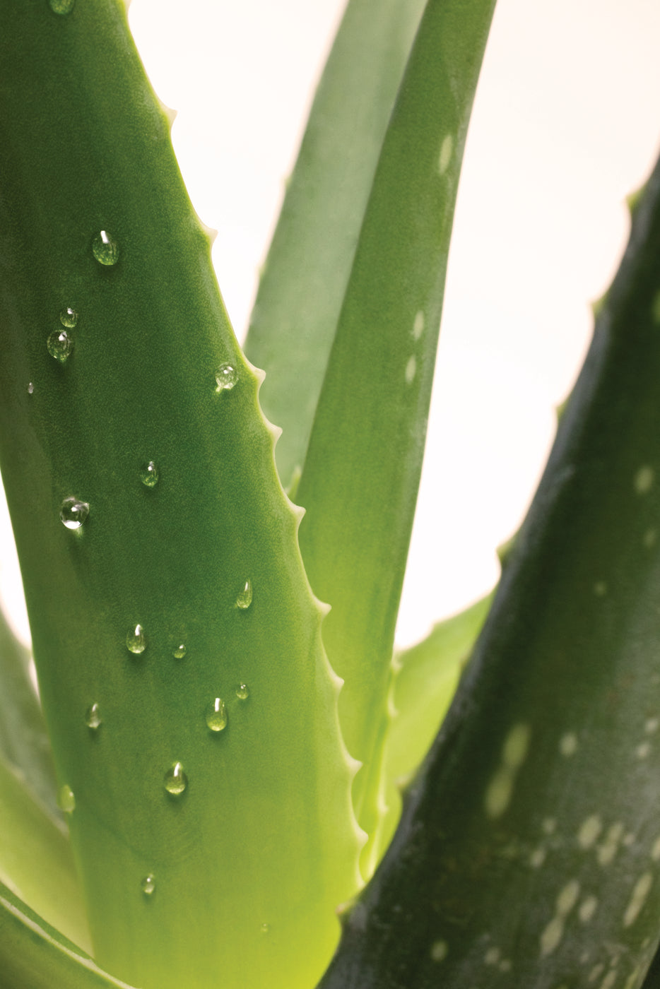 Nahaufnahme von frischen Aloe Vera Blättern mit Wassertropfen