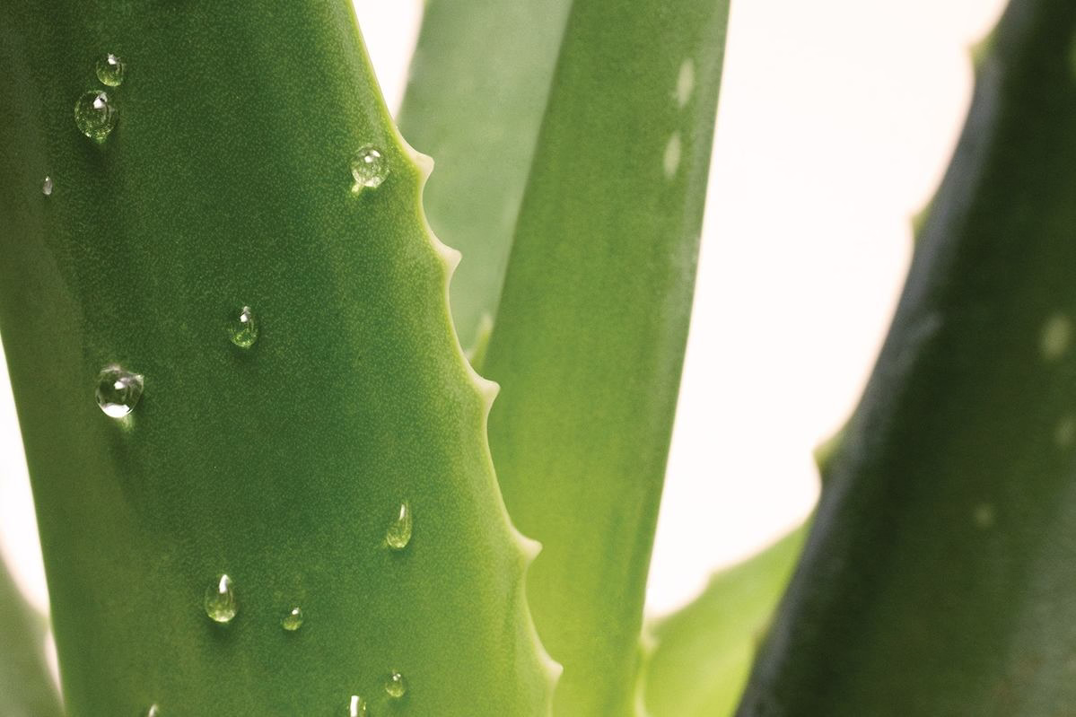 Nahaufnahme: Aloe-Vera-Blatt mit Wassertropfen, gezackter Rand