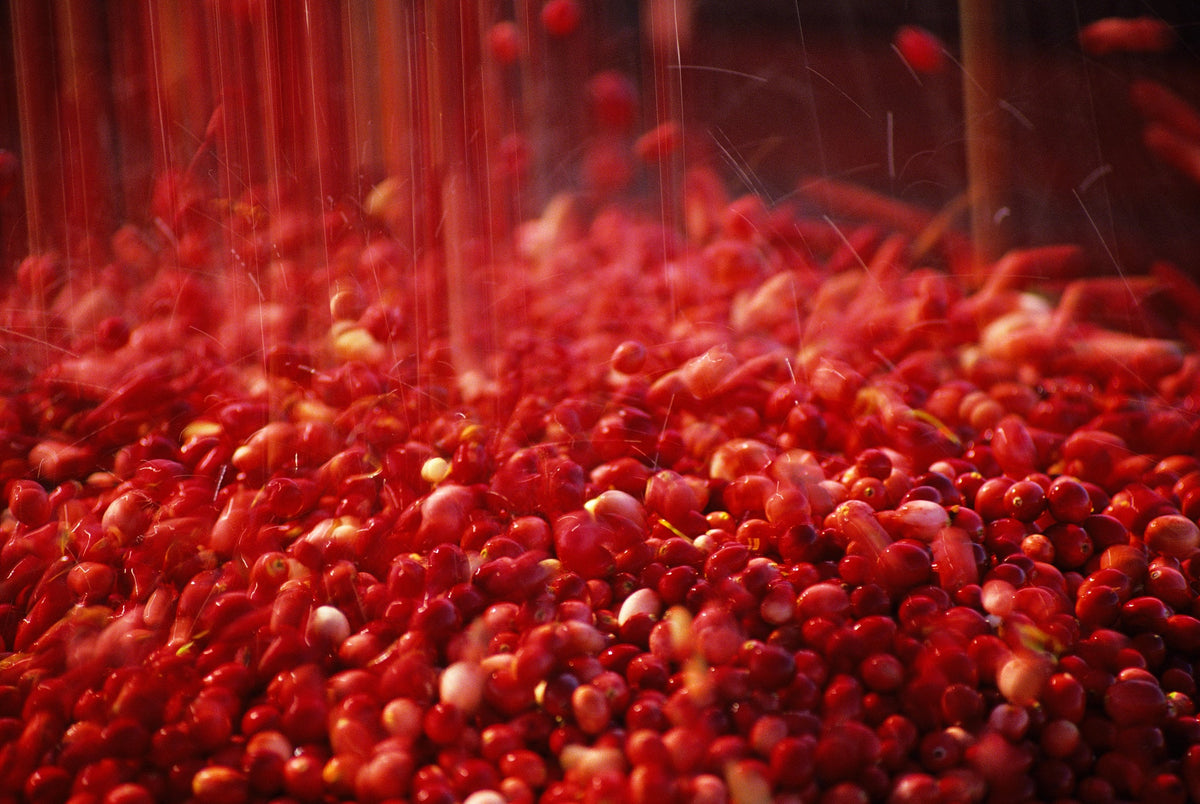 Darstellung Bio-Cranberries-Ernte