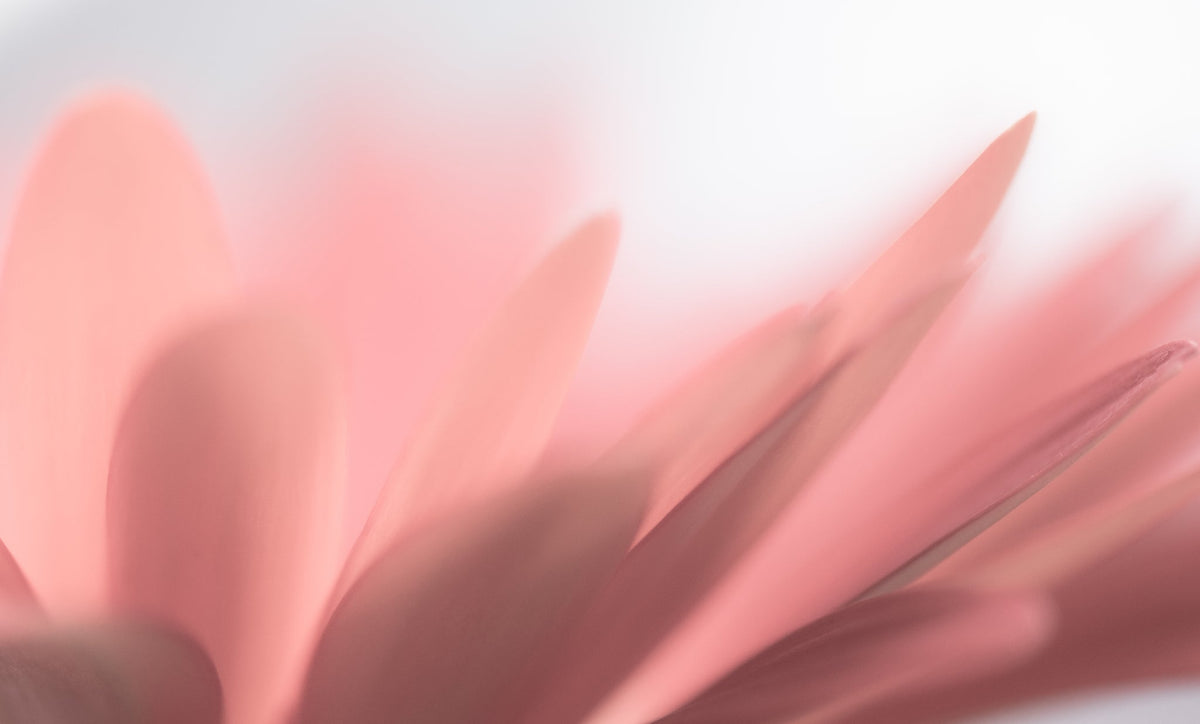 Makroaufnahme von rosa Blütenblättern eines Gänsenblümchens mit sanftem Unschärfeverlauf.