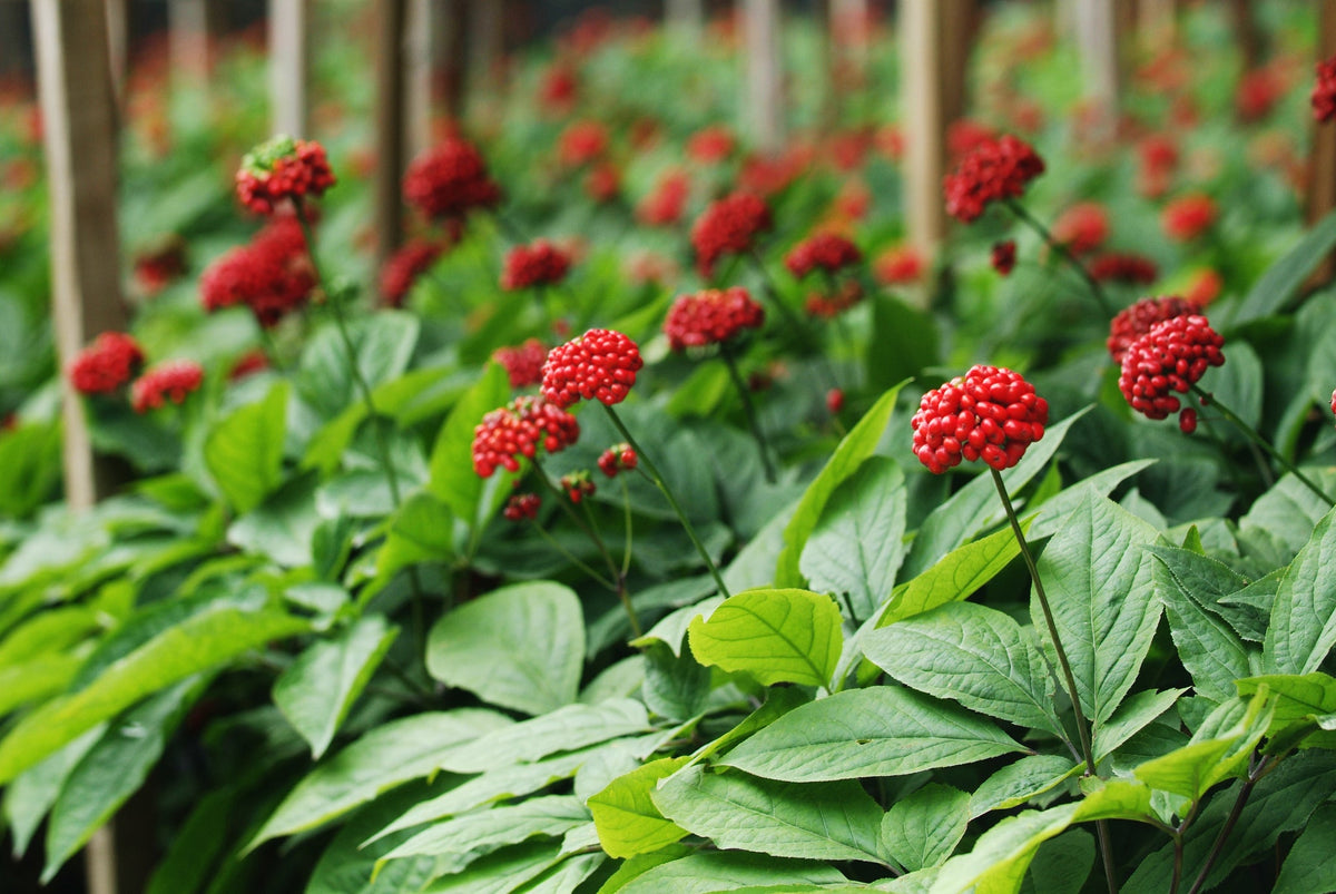 Ginseng-Pflanzen mit grünen Blättern und roten Beeren in einer Anbaufläche.