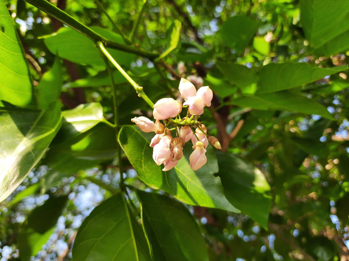 Nahaufnahme von rosa-weißen Blütenknospen des Karanja-Baums zwischen grünen Blättern.