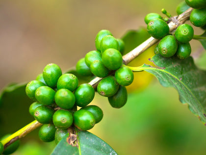 Bio-Grüner Kaffee