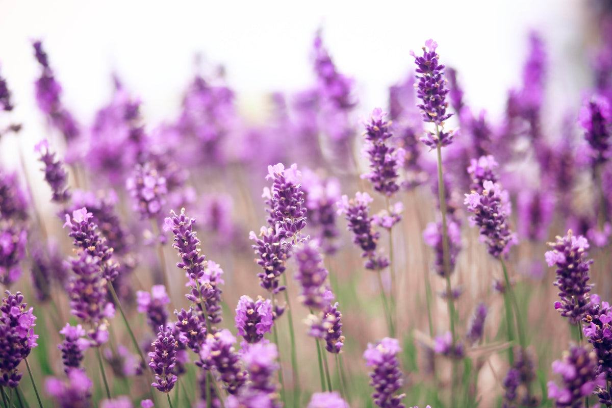 Nahaufnahme von blühendem Lavendelfeld mit kräftig violetten Blüten