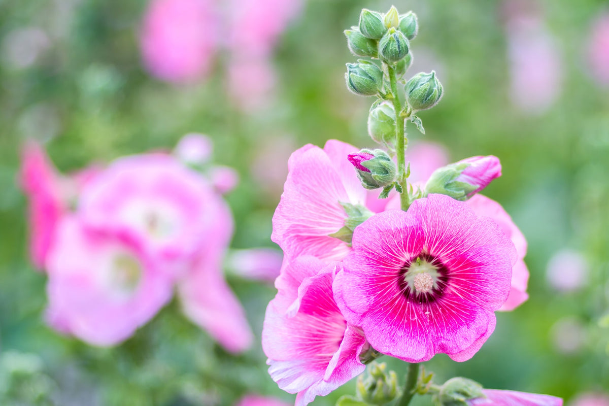 Pinkfarbene Malvenblüten an einer Pflanze mit unscharfem Hintergrund im Garten