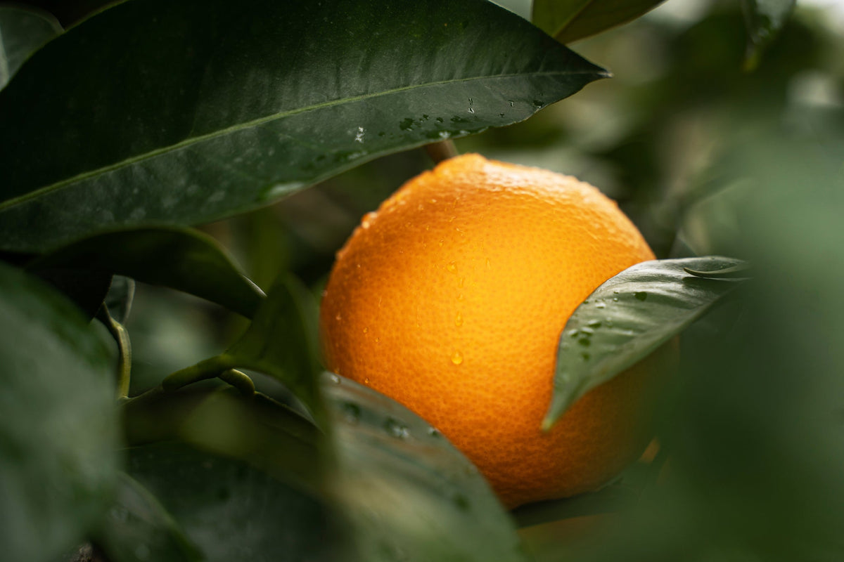 Reife Bio-Orange mit Wassertropfen zwischen grünen Blättern am Baum.