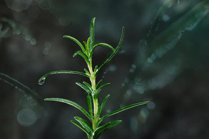 Bio-Rosmarin