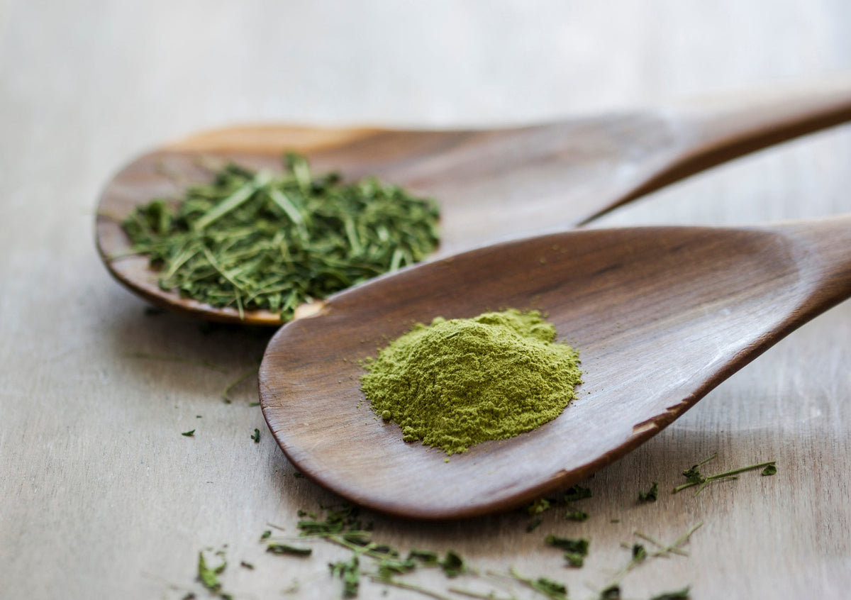 Holzlöffel mit grünem Moringa-Pulver und getrockneten Blättern.