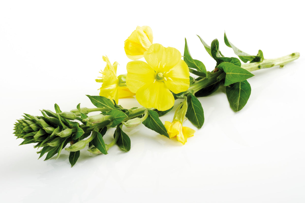 Frischer Stängel mit gelben Blüten der Nachtkerze auf weißem Hintergrund.