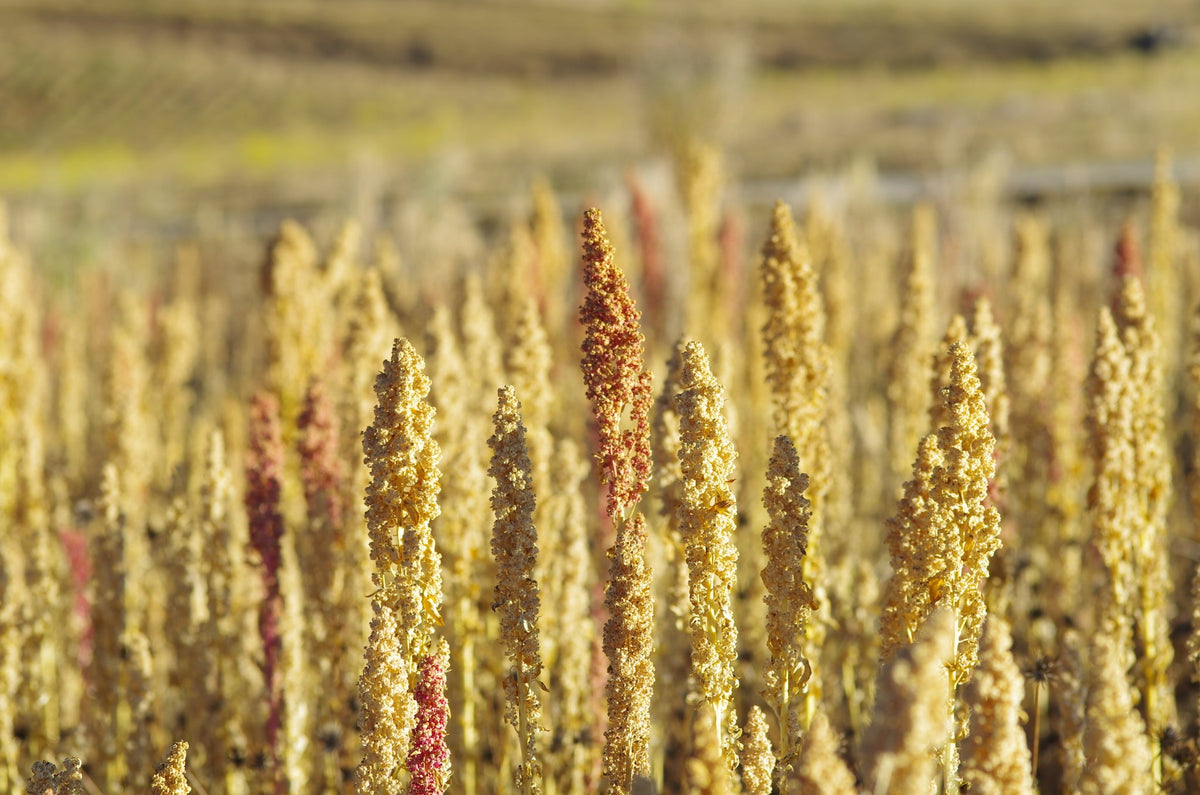 Feld mit zahlreichen Quinoa-Pflanzen, einzelne Samenstände leuchten rötlich.