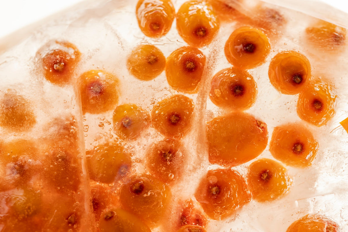 Detailaufnahme von Sanddornbeeren in Eis eingeschlossen, leuchtend orangefarben.