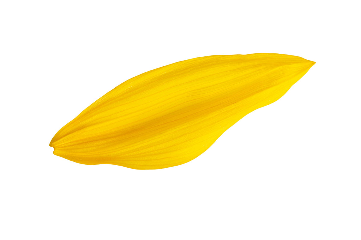 Einzelnes gelbes Sonnenblumenblatt auf weißem Hintergrund.