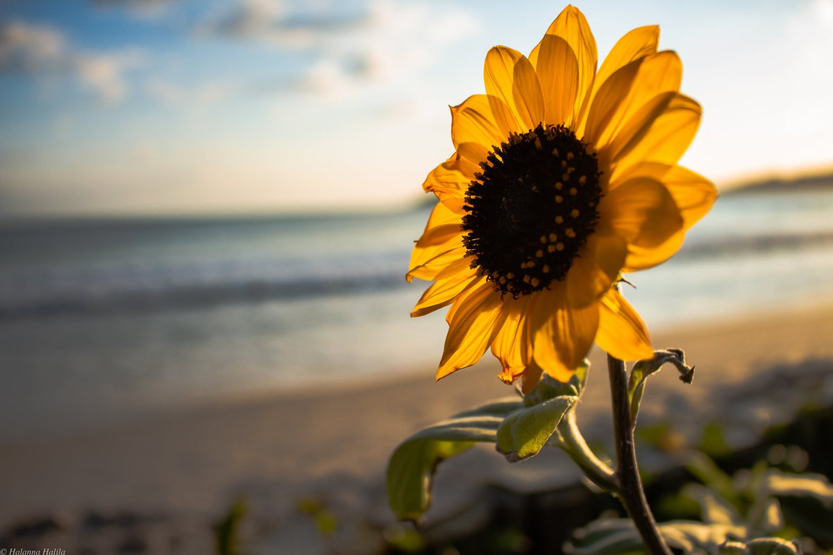 Nahaufnahme einer einzelnen Sonnenblume am Strand im Sonnenuntergang.