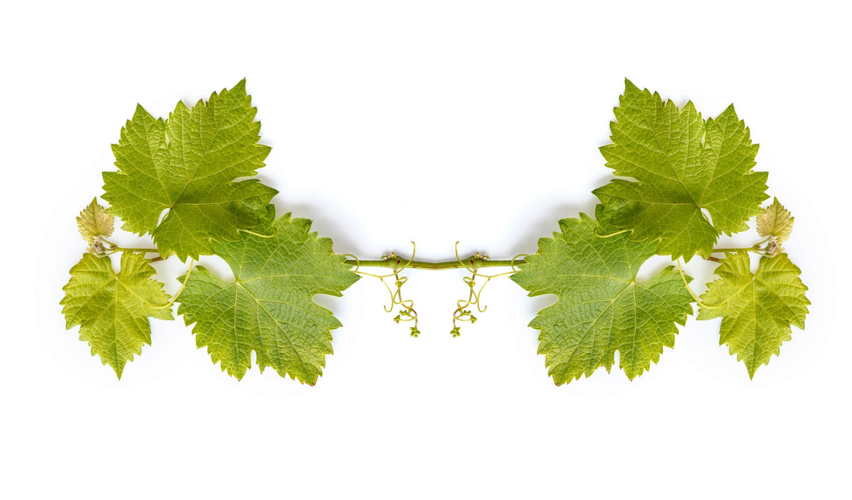 Frische grüne Weinblätter mit Ranken, freigestellt auf weißem Hintergrund.